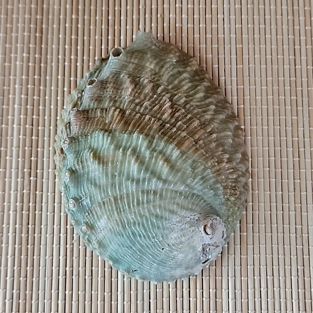 Abalone Shell - Picture 3 of 5